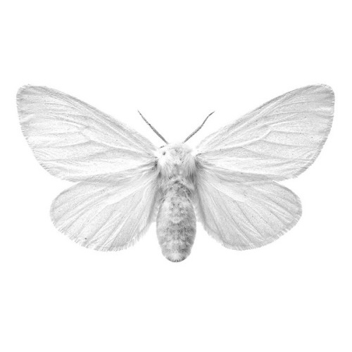 White Moth on White Background